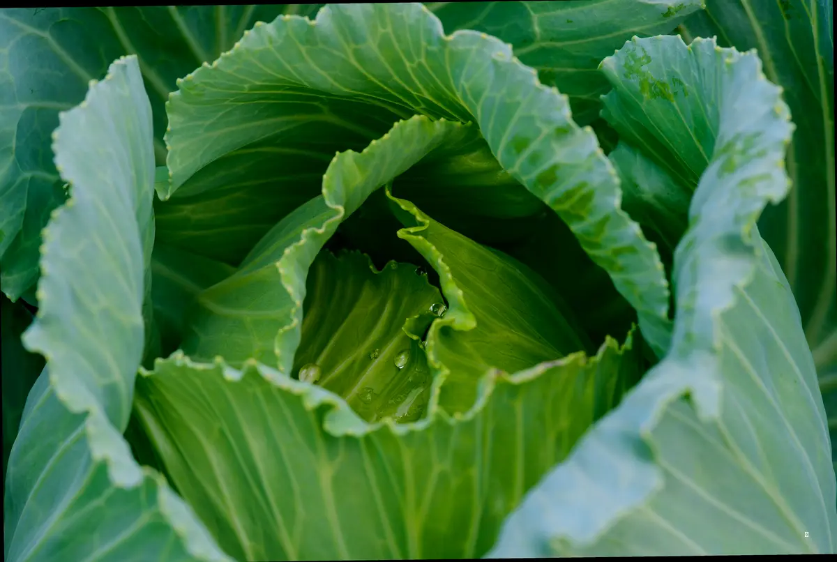 칼로리 폭탄 걱정은 이제 그만! 양배추 다이어트 효과 파헤치기 🥗